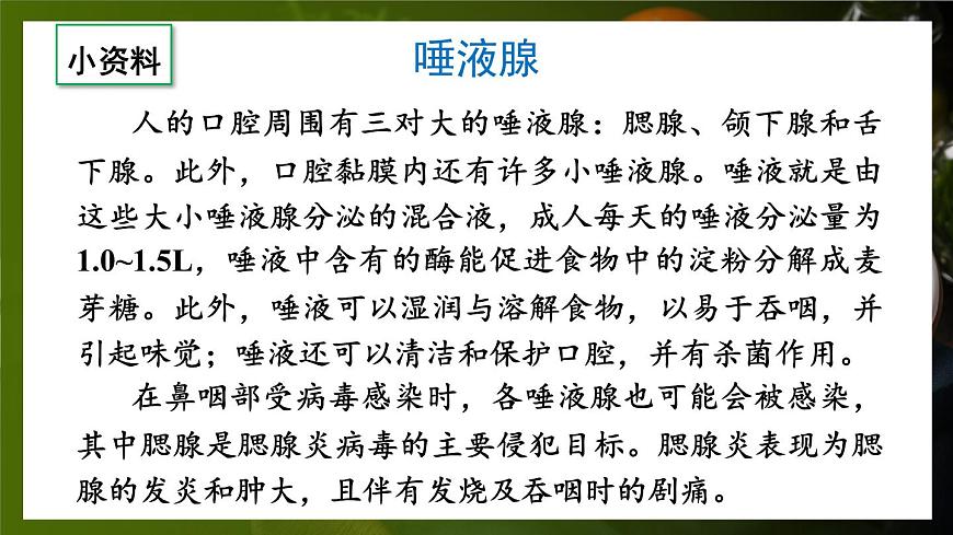 第1課時(shí) 消化系統(tǒng)的組成 食物在口腔內(nèi)的消化第7頁