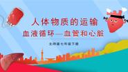 初中生物北师大版（2024）七年级下册（2024）第4单元 人体的结构和生理第7章 人体的物质运输第2节 血液循环教案配套ppt课件