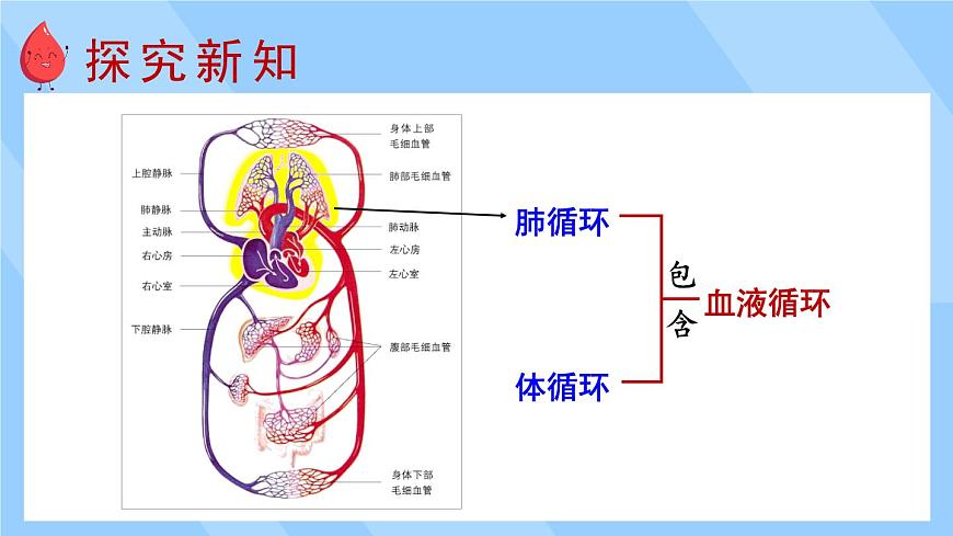 第2課時 血液循環(huán)第3頁