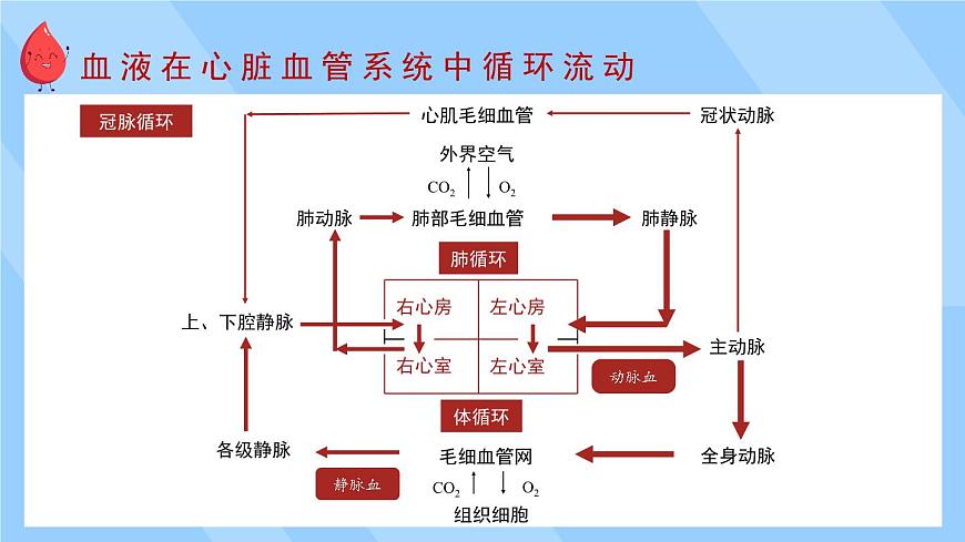 第2課時 血液循環(huán)第6頁