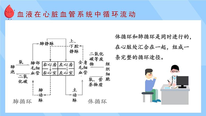 第2課時 血液循環(huán)第7頁