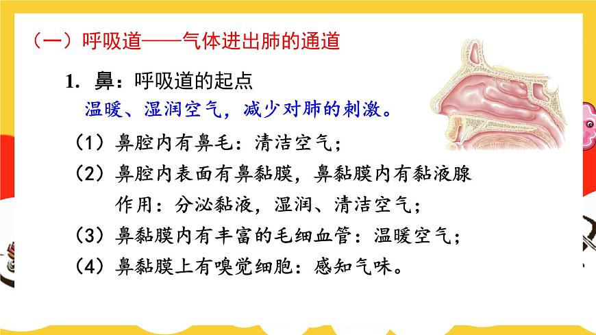 第1課時 呼吸系統(tǒng)的組成與功能 呼吸運動第7頁