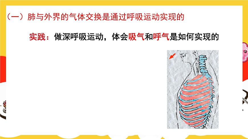 第2課時 人體內的氣體交換第4頁