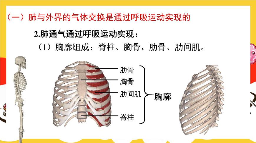 第2課時 人體內的氣體交換第5頁