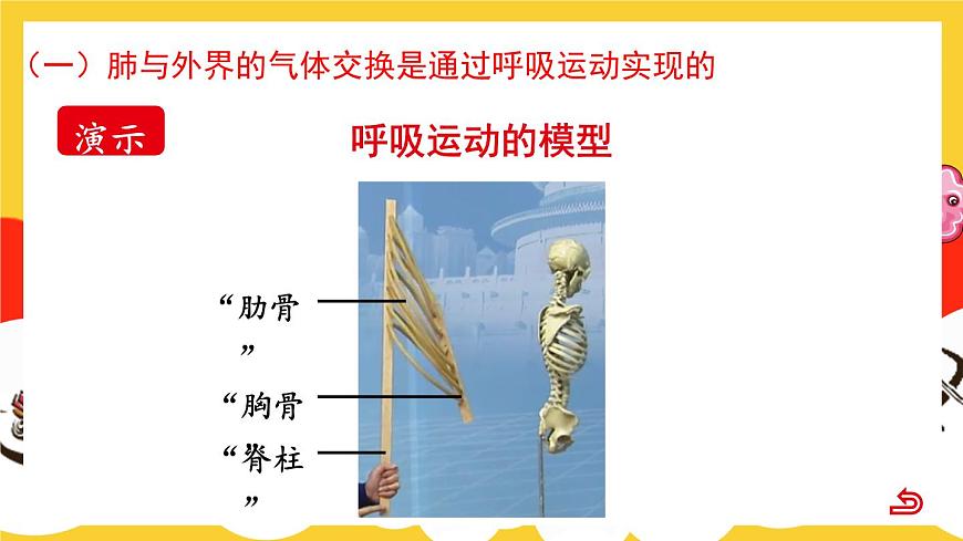 第2課時 人體內的氣體交換第7頁