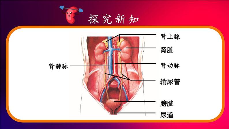 第1课时 泌尿系统的组成第3页