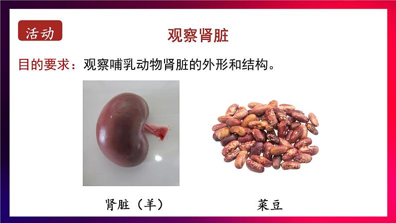 第1课时 泌尿系统的组成第6页
