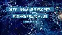 七年级下册(2024)第4单元 人体的结构和生理第10章 人体的自我调节第1节 神经系统与神经调节教课ppt课件