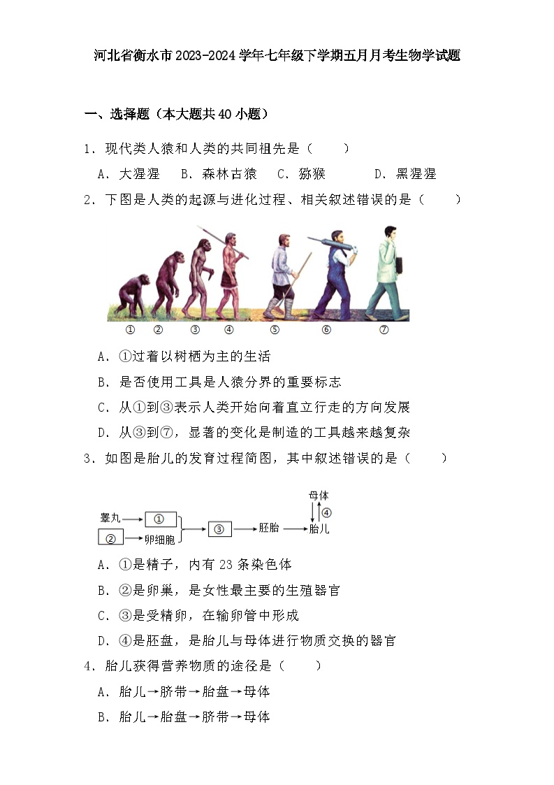 河北省衡水市2023-2024学年七年级下学期五月月考 生物学试题（含解析）