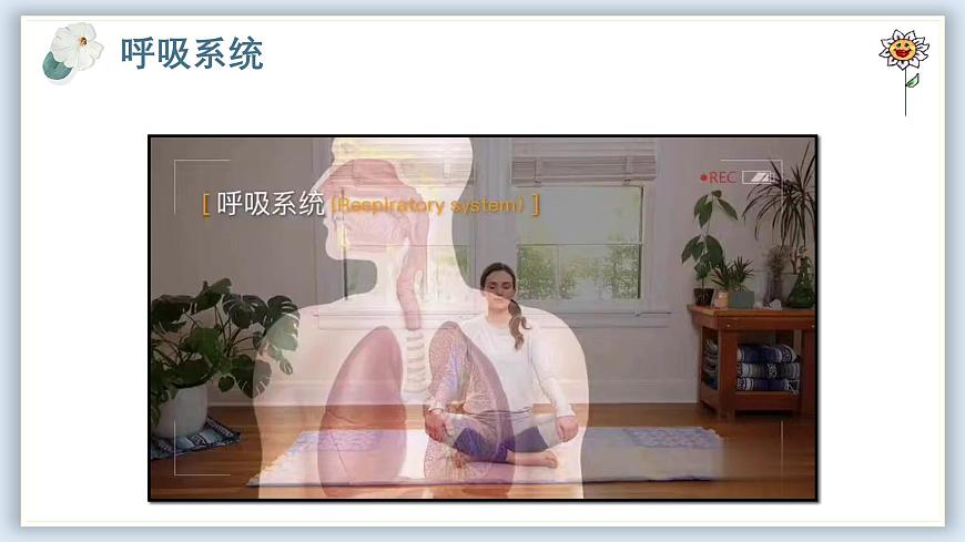 【核心素養(yǎng)目標(biāo)】冀少版初中生物七年級下冊《呼吸系統(tǒng)的組成》課件第5頁
