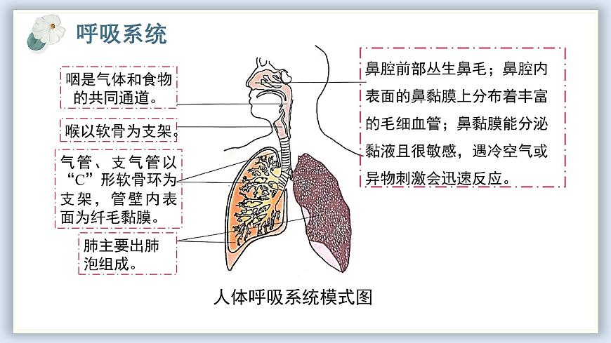 【核心素養(yǎng)目標(biāo)】冀少版初中生物七年級下冊《呼吸系統(tǒng)的組成》課件第6頁