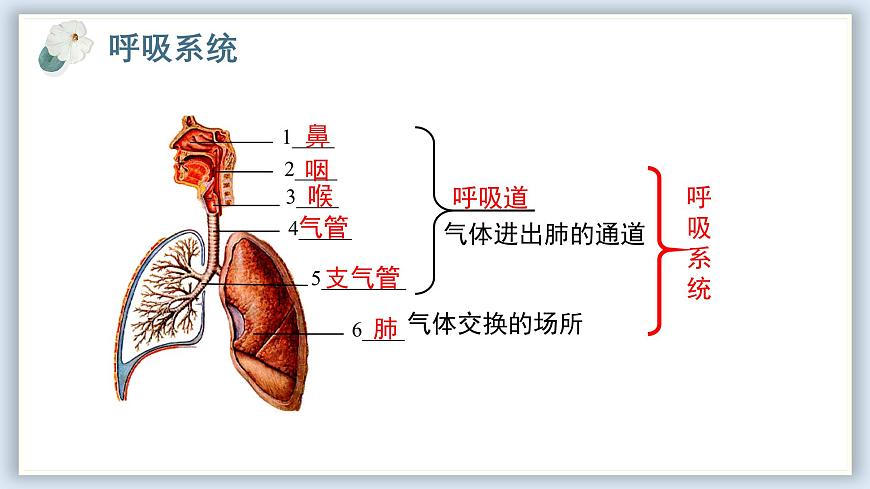 【核心素養(yǎng)目標(biāo)】冀少版初中生物七年級下冊《呼吸系統(tǒng)的組成》課件第7頁