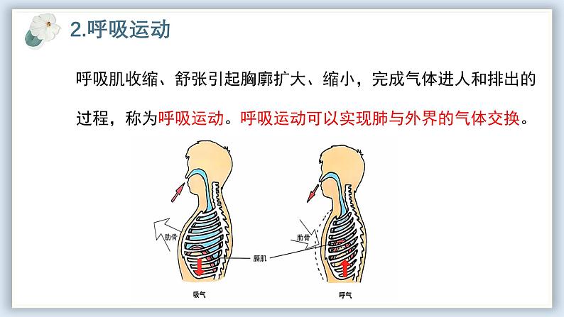 【核心素养目标】冀少版初中生物七年级下册《肺与外界的气体交换》课件第8页