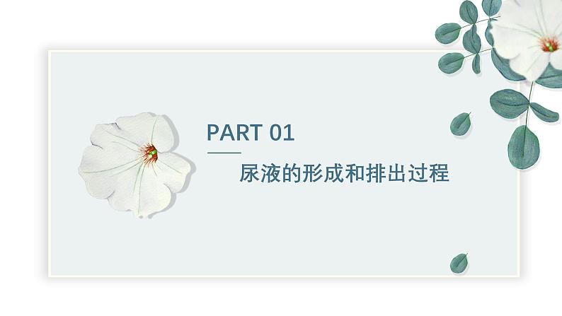 【核心素养目标】冀少版初中生物七年级下册《尿液的形成和排出》课件第4页