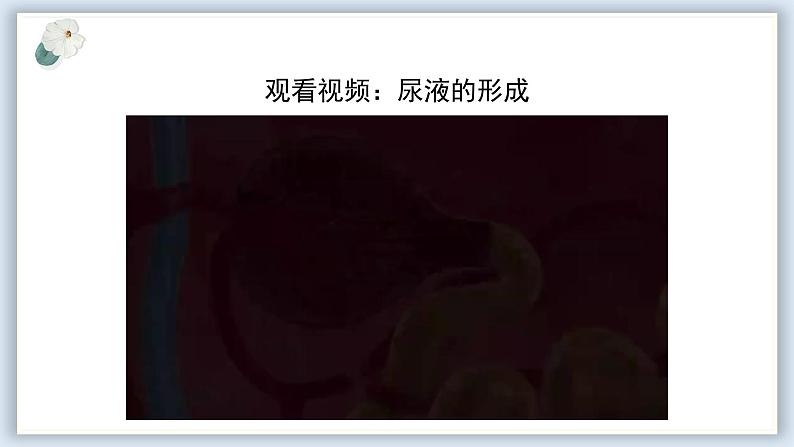 【核心素养目标】冀少版初中生物七年级下册《尿液的形成和排出》课件第6页