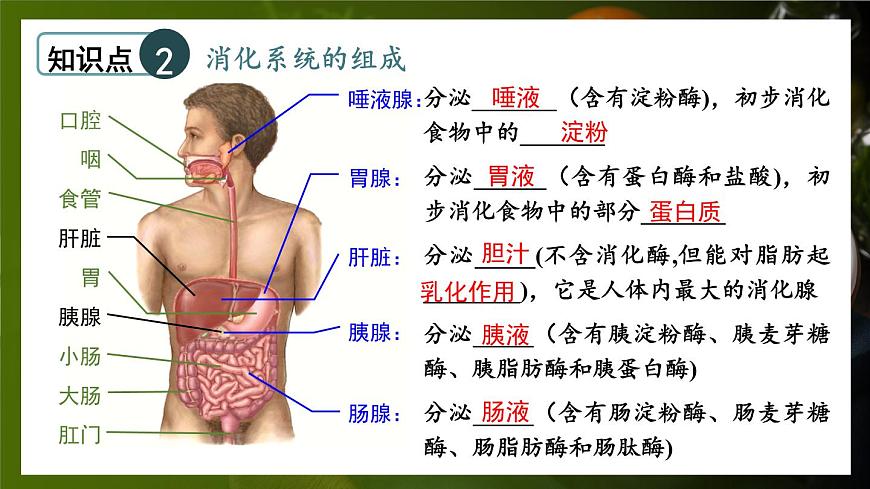北師大版（2024）生物七年級(jí)下冊(cè)--第6章 人體的營(yíng)養(yǎng) 章末復(fù)習(xí)（課件）第5頁(yè)