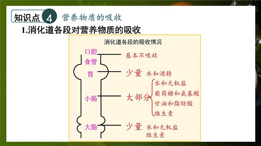 北師大版（2024）生物七年級(jí)下冊(cè)--第6章 人體的營(yíng)養(yǎng) 章末復(fù)習(xí)（課件）第8頁(yè)