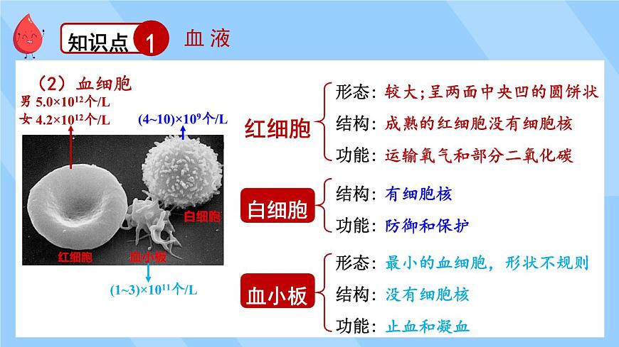 北師大版（2024）生物七年級下冊--第7章 人體的物質(zhì)運(yùn)輸 章末復(fù)習(xí)（課件）第4頁