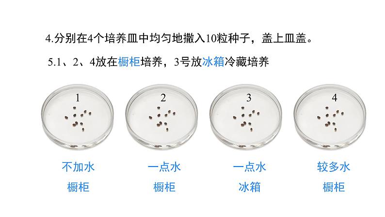 人教版(2024)生物七年级下册--3.1.1 种子的萌发(课件)第8页