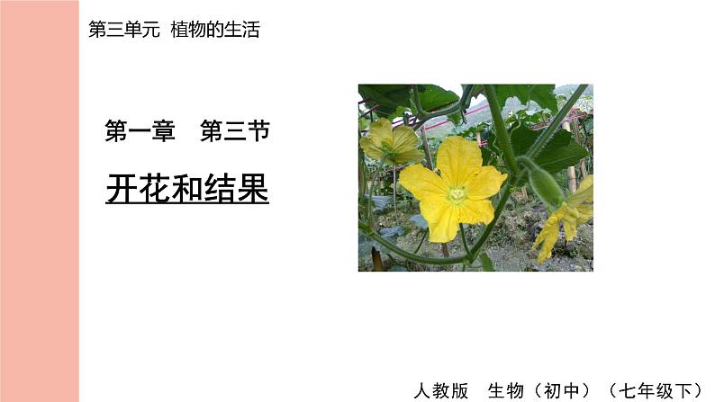 人教版(2024)生物七年级下册--3.1.3 开花和结果(课件)第1页