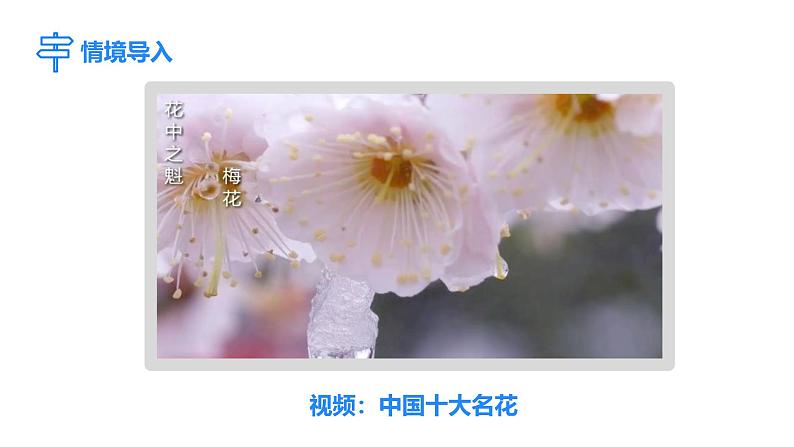 人教版(2024)生物七年级下册--3.1.3 开花和结果(课件)第3页