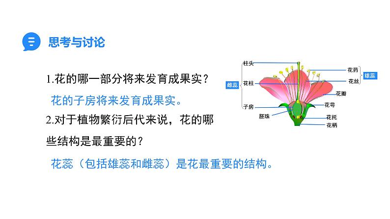 人教版(2024)生物七年级下册--3.1.3 开花和结果(课件)第7页