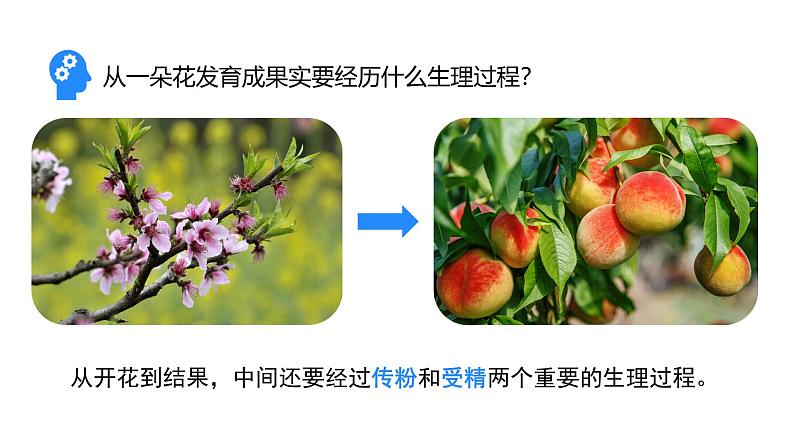 人教版(2024)生物七年级下册--3.1.3 开花和结果(课件)第8页