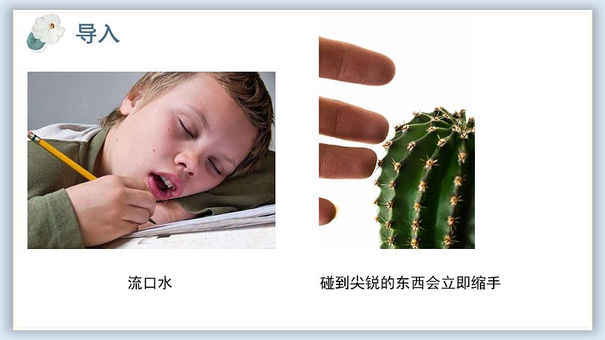 【核心素養(yǎng)目標(biāo)】冀少版初中生物七年級下冊第三單元第五章第二節(jié)《神經(jīng)調(diào)節(jié)的基本方式》課件第3頁