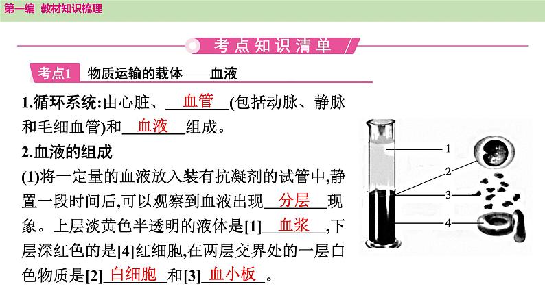 2025年中考知识整理七年级生物上册第十三课时 人体内物质的运输课件PPT第2页