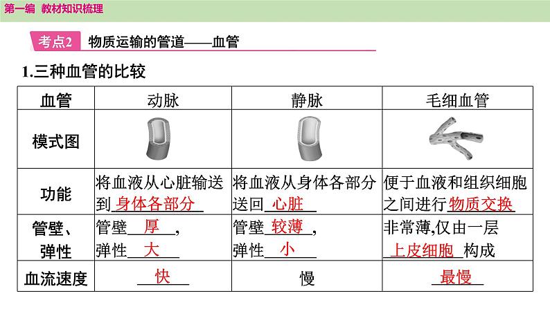 2025年中考知识整理七年级生物上册第十三课时 人体内物质的运输课件PPT第7页