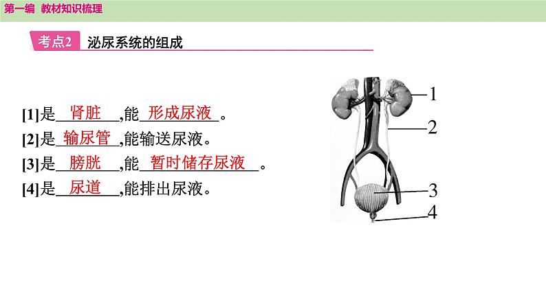 2025年中考知识整理七年级生物上册第十四课时 人体内废物的排出课件PPT第3页