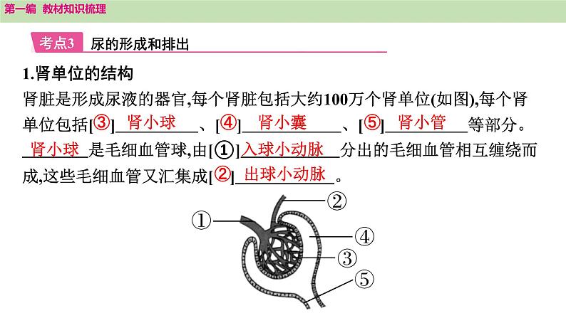 2025年中考知识整理七年级生物上册第十四课时 人体内废物的排出课件PPT第4页