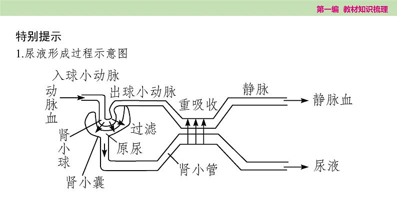 2025年中考知识整理七年级生物上册第十四课时 人体内废物的排出课件PPT第7页