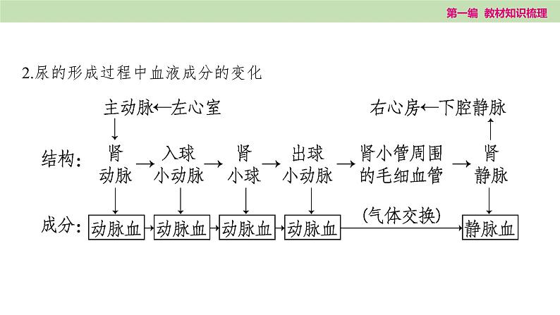 2025年中考知识整理七年级生物上册第十四课时 人体内废物的排出课件PPT第8页