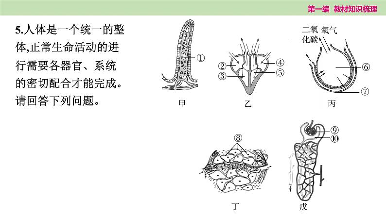 2025年中考知识整理七年级生物上册微专题(三) 人体的新陈代谢课件PPT第6页