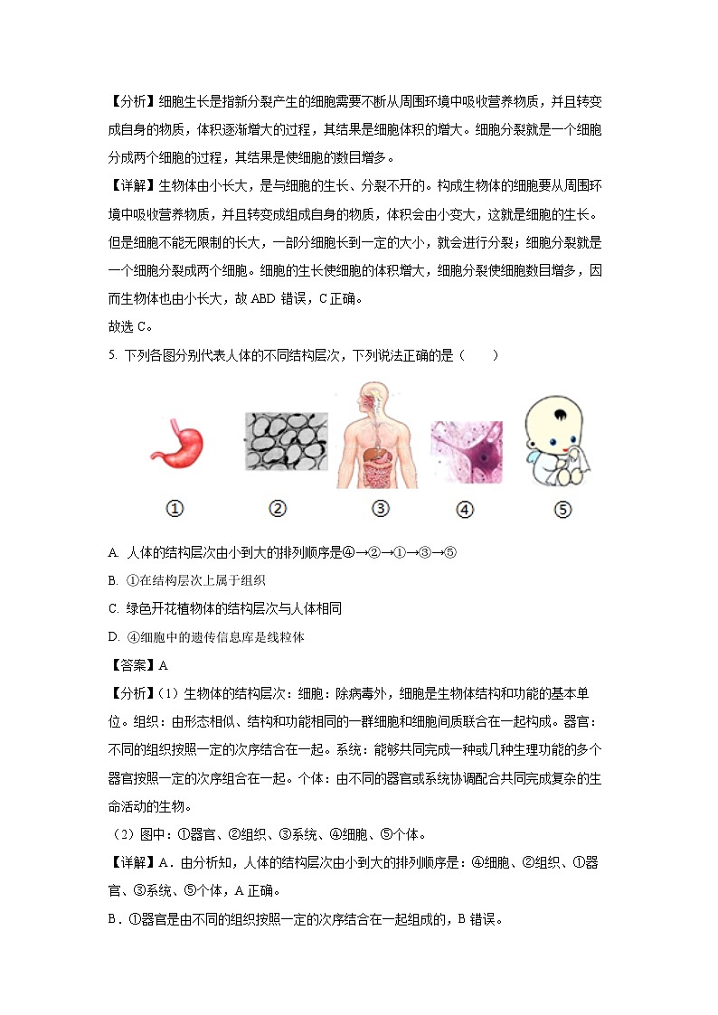 2024-2025学年安徽省芜湖市南陵县七年级上学期期末生物试卷(解析版)第3页