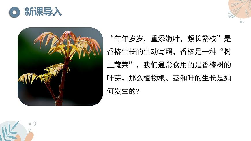 【核心素養(yǎng)目標】蘇教版初中生物七年級下冊4.9.2《植物的生長》課件第2頁