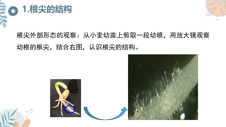 【核心素養(yǎng)目標】蘇教版初中生物七年級下冊4.9.2《植物的生長》課件第5頁