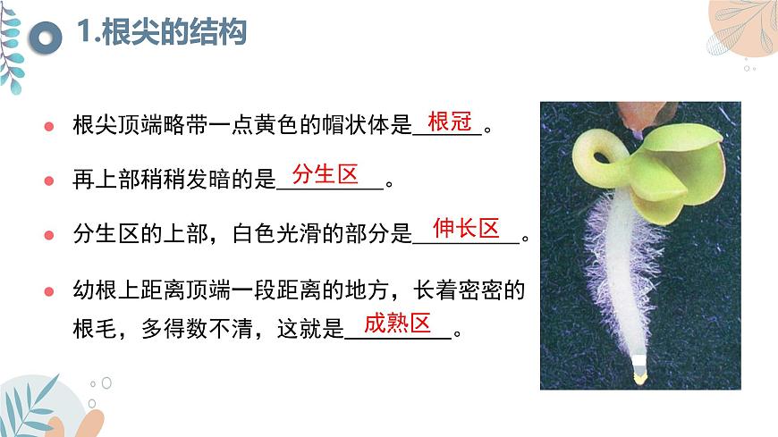 【核心素養(yǎng)目標】蘇教版初中生物七年級下冊4.9.2《植物的生長》課件第6頁