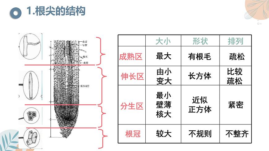 【核心素養(yǎng)目標】蘇教版初中生物七年級下冊4.9.2《植物的生長》課件第7頁