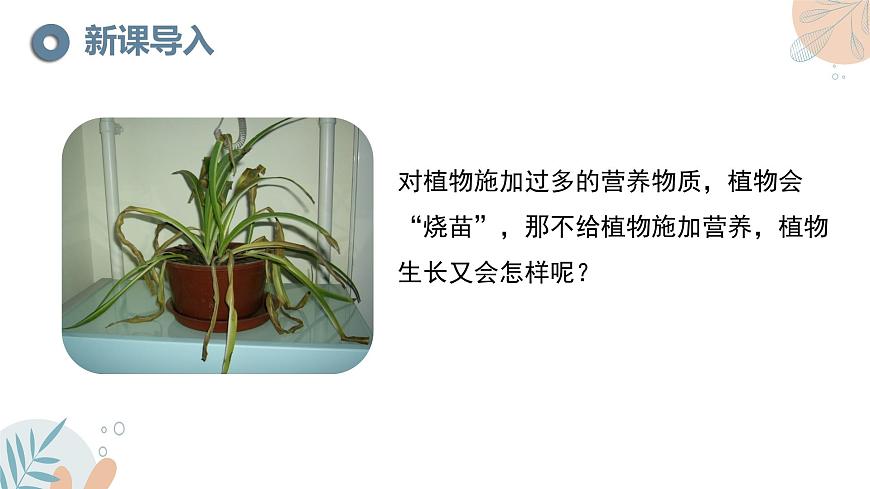 【核心素養(yǎng)目標(biāo)】蘇教版初中生物七年級(jí)下冊(cè)4.10.1《植物的營(yíng)養(yǎng)器官》課件第2頁(yè)