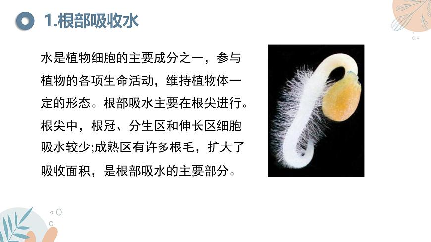 【核心素養(yǎng)目標(biāo)】蘇教版初中生物七年級(jí)下冊(cè)4.10.1《植物的營(yíng)養(yǎng)器官》課件第5頁(yè)