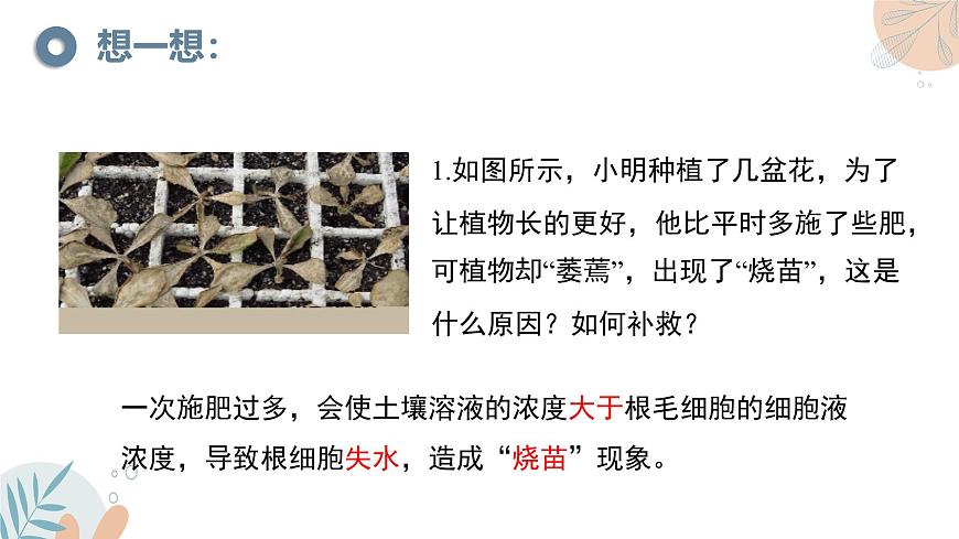 【核心素養(yǎng)目標(biāo)】蘇教版初中生物七年級(jí)下冊(cè)4.10.1《植物的營(yíng)養(yǎng)器官》課件第6頁(yè)