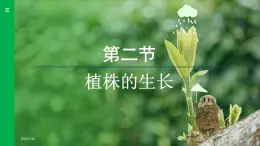 3.1.2 植株的生长 （课件）-2024--2025学年人教版生物七年级下册