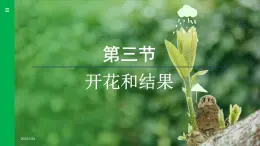 3.1.3 开花和结果 （课件）-2024--2025学年人教版生物七年级下册