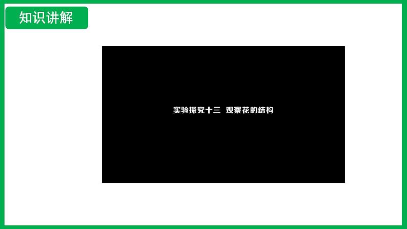 3.1.3 开花和结果 (课件)-2024--2025学年人教版生物七年级下册第5页