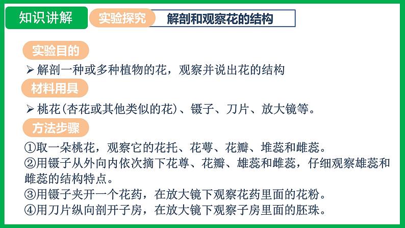3.1.3 开花和结果 (课件)-2024--2025学年人教版生物七年级下册第6页
