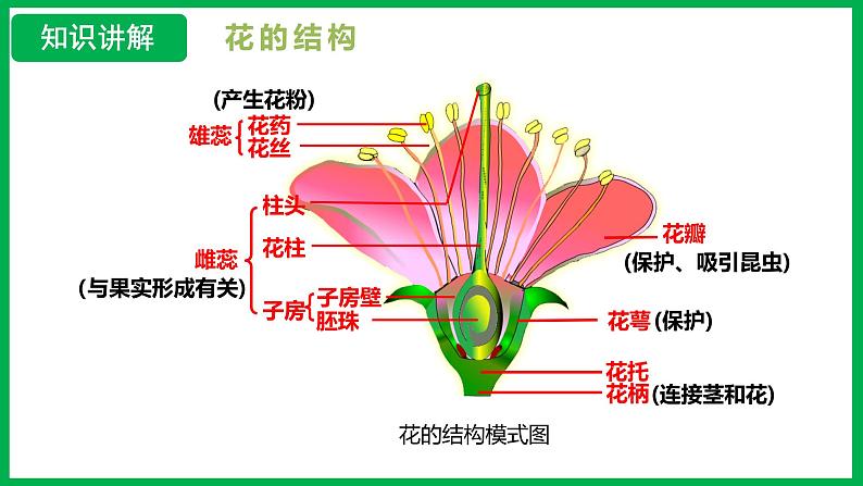 3.1.3 开花和结果 (课件)-2024--2025学年人教版生物七年级下册第7页