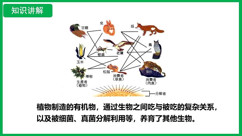 3.2.4 植物在自然界中的作用 (课件)-2024--2025学年人教版生物七年级下册第8页