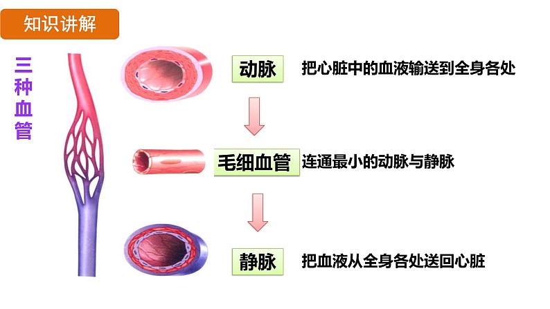 4.4.2 血流的管道——血管 (课件)-2024--2025学年人教版生物七年级下册第8页